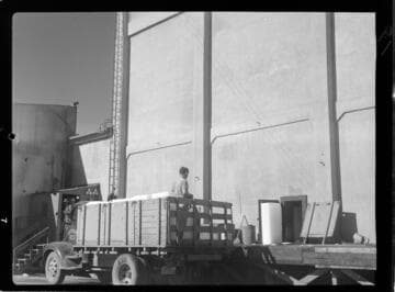 Imperial Ice Plant