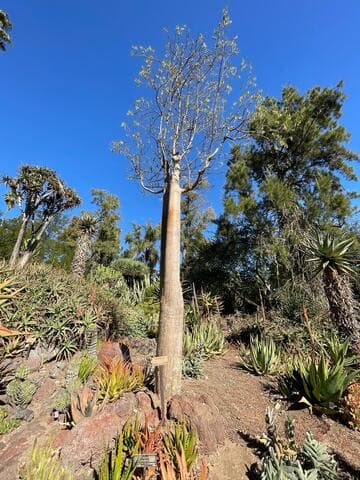 Delonix decaryi