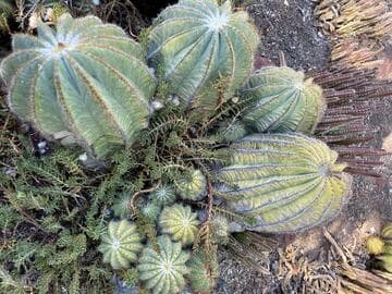 Parodia magnifica