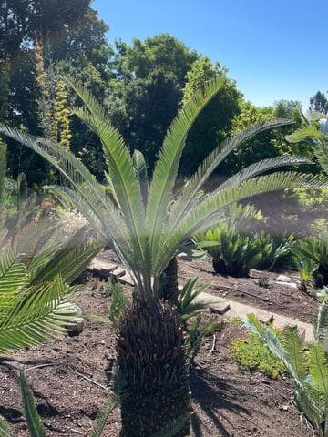 Dioon califanoi