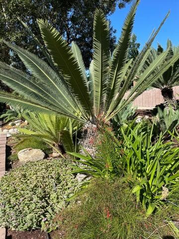 Dioon holmgrenii
