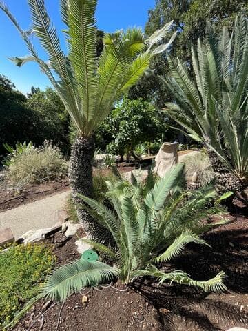 Dioon holmgrenii