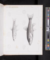 Go to image 1118.