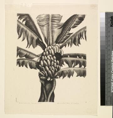 Banana Tree