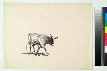 Lone Steer