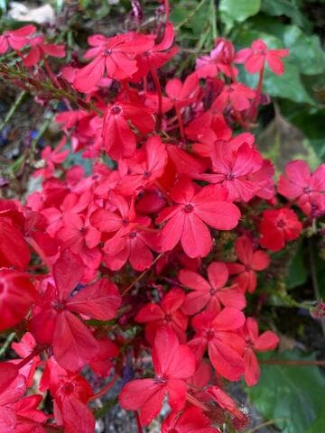 Plumbago indica