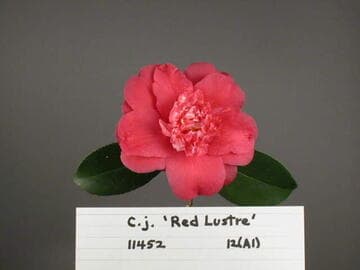 Camellia japonica 'Red Lustre'