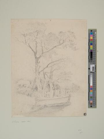 Trees in the Lane