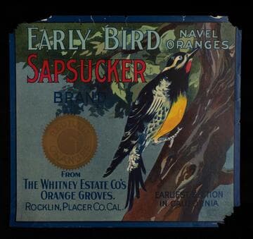 Sapsucker Brand