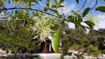 Chionanthus retusus