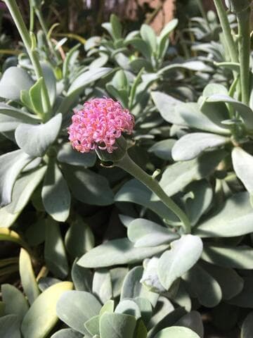 Kleinia semperviva