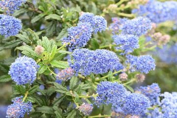 Go to image 10.