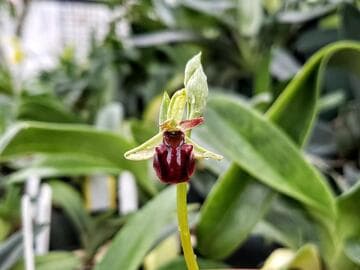 Ophrys sphegodes