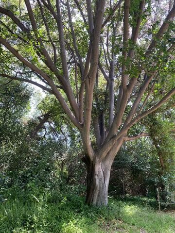 Calodendrum capense