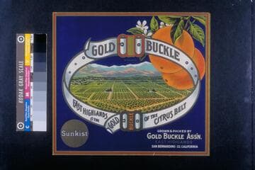 Gold buckle brand